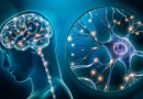 Memahami Neurosains dalam Pembelajaran: Mengoptimalkan Potensi Otak di Ruang Kelas